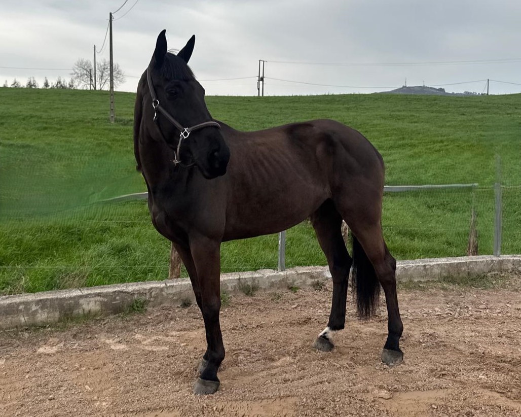horse